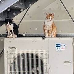 里親決まりました😽一歳ぐらいのフレンドリーな茶シロ君