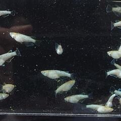 【お問い合わせ用】メダカ各種の画像