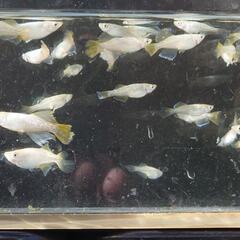 【お問い合わせ用】メダカ各種の画像