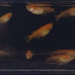 【お問い合わせ用】メダカ各種の画像