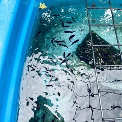 オロチ5匹の画像
