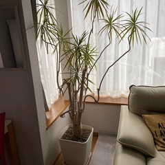 観葉植物