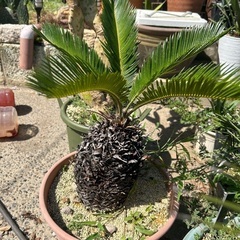 金環蘇轍　太株　良株　