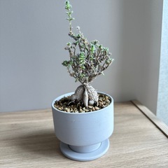 塊根植物　トリコディアデマ ブルボスム　鉢と受け皿付き