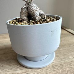 塊根植物　トリコディアデマ ブルボスム　鉢と受け皿付きの画像