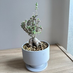 塊根植物　トリコディアデマ ブルボスム　鉢と受け皿付きの画像