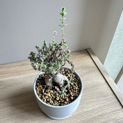 塊根植物　トリコディアデマ ブルボスム　鉢と受け皿付きの画像