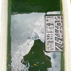 °･🐠メダカ°･🐠1匹100円°･🐠