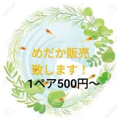 めだか販売致します！