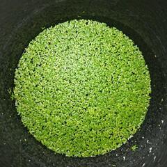 浮草 メダカや水槽に。 