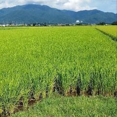 ゆうだい21稲藁　藁　一束　複数個可　直接引き取り可