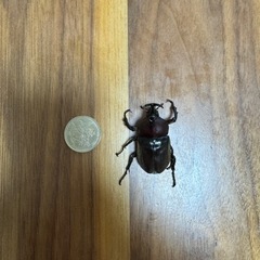 　お取引中　
カブトムシのペア　