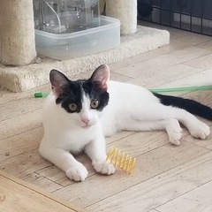 猫が大好き、2匹目に