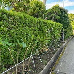 アガベ プルメリア の画像