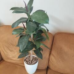 お渡しの方決定【超美品】フェイクグリーン　観葉植物　オシャレ　インテリア　生活雑貨 家庭用品 の画像