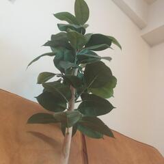 お渡しの方決定【超美品】フェイクグリーン　観葉植物　オシャレ　インテリア　生活雑貨 家庭用品 の画像