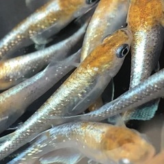 三色体外光めだか10匹　
メダカ　スイレン　睡蓮　ビオトープの画像
