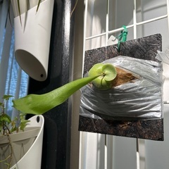 お譲り先が決まりました。ビカクシダ ヒリー  ドラゴンクロー 板付け 希少 観葉植物の画像