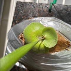 お譲り先が決まりました。ビカクシダ ヒリー  ドラゴンクロー 板付け 希少 観葉植物の画像