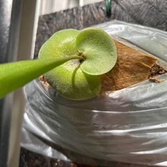 お譲り先が決まりました。ビカクシダ ヒリー  ドラゴンクロー 板付け 希少 観葉植物の画像