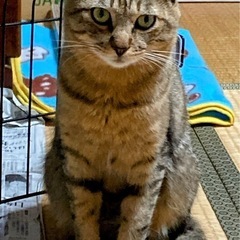穏やかで飼いやすいです