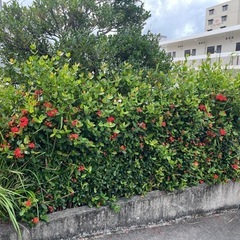 造園関係全て対応可能です - 剪定/造園