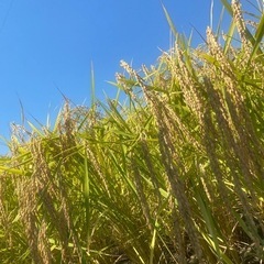 🌾令和6年産🌾新米✨コシヒカリ✨玄米30kg🌾農家直送🌾