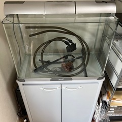 引き取り限定　水槽60L