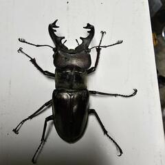 ワケあり格安大型ミヤマクワガタ1ペア