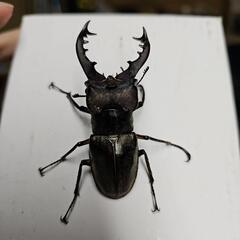 大型ミヤマクワガタ1ペア