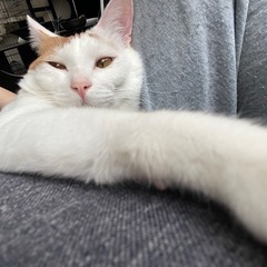 わんぱく猫くん🐱