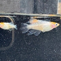 ハイビスカス　メダカ　１ペア＋♀1