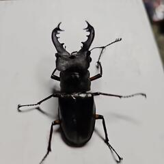 大型ミヤマクワガタ1ペア