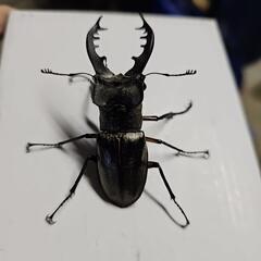 大型ミヤマクワガタ1ペア