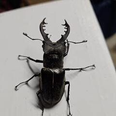 ミヤマクワガタ1ペア