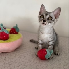 ずっとの家族が決まりました❣️水あめちゃん✨膝好きな甘えん坊。お...