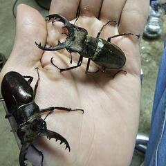 ミヤマクワガタ♂
