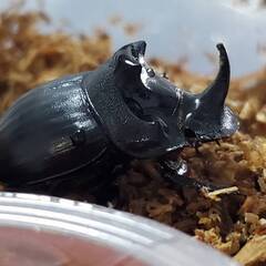 成約御礼｜超希少！ダイコクコガネ オス（♂1匹）WD 天然採集個体