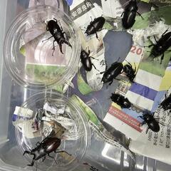クワガタ、カブトムシ