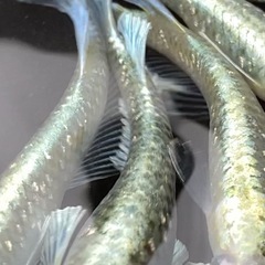 完売！エメキンめだか10匹　メダカ　めだか　スイレン　睡蓮　ビオトープの画像