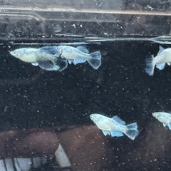 垂水系キッシング亜種　メダカ10匹