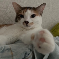 長旅でしたが完了　三毛&黒白