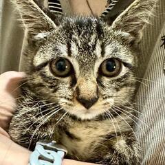 ★里親様✨募集致します★推定2ヵ月子猫★
