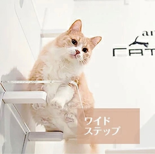 animacolle キャットステップ