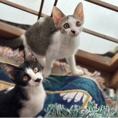 子猫姉妹　里親さん募集中