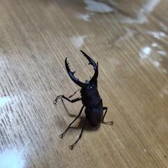ノコギリクワガタ