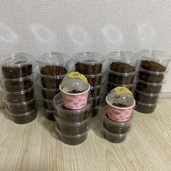 オオクワガタ幼虫