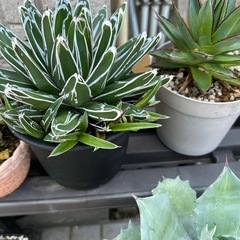 観葉植物、多肉植物、アガベ譲ります。の画像