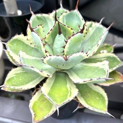 観葉植物、多肉植物、アガベ譲ります。の画像