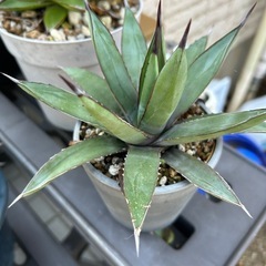 観葉植物、多肉植物、アガベ譲ります。の画像